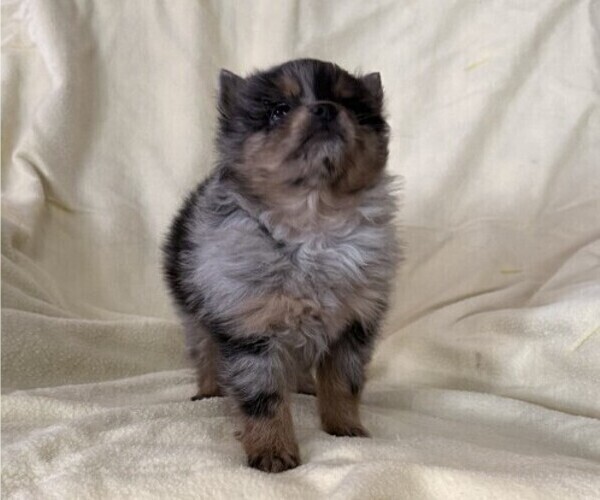 Medium Photo #3 Pomeranian Puppy For Sale in OWEN, WI, USA