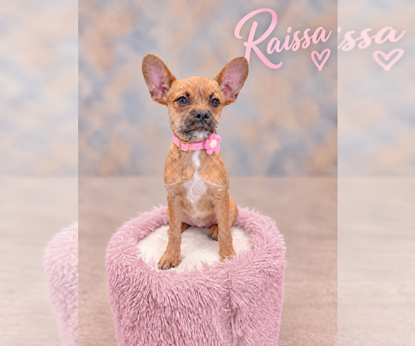 Medium Photo #1 French Bullhuahua Puppy For Sale in PIPE CREEK, TX, USA