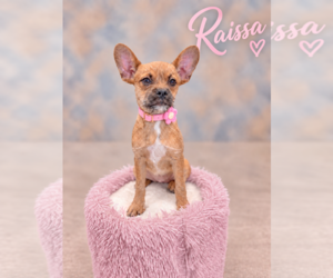 French Bullhuahua Dogs for adoption in PIPE CREEK, TX, USA