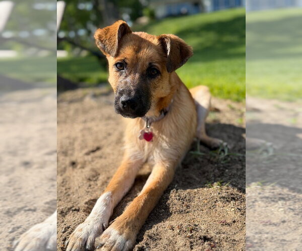 Medium Photo #4 Mutt Puppy For Sale in Andover, MN, USA