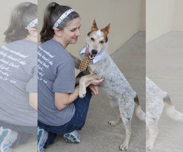 Medium Photo #2 Mutt Puppy For Sale in McKinney, TX, USA