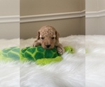 Small Photo #8 Poodle (Toy) Puppy For Sale in PLANO, TX, USA
