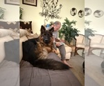 Small #4 German Shepherd Dog