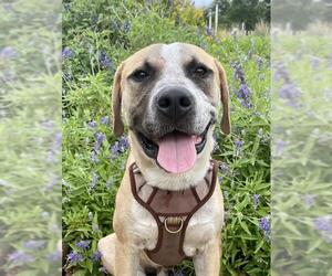 American Staffordshire Terrier Dogs for adoption in San Antonio, TX, USA
