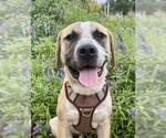 Small American Staffordshire Terrier