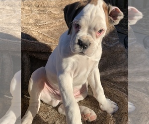 Boxer Puppy for sale in TULSA, OK, USA