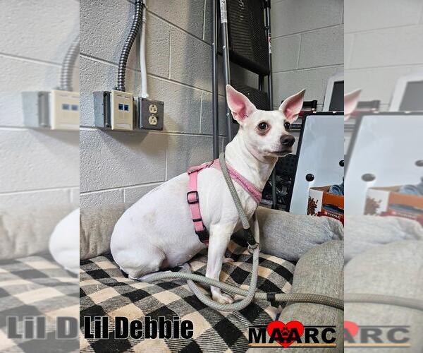 Medium Photo #2 Chihuahua-Unknown Mix Puppy For Sale in Maryville, TN, USA