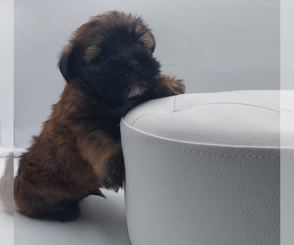 Medium Photo #1 Poodle (Toy)-Yorkshire Terrier Mix Puppy For Sale in BARSTOW, CA, USA