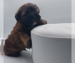 Poodle (Toy)-Yorkshire Terrier Mix Puppy for Sale in BARSTOW, California USA
