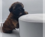 Small Poodle (Toy)-Yorkshire Terrier Mix