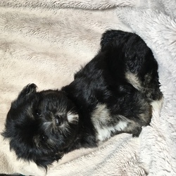 Havanese Puppy for sale in HOUSTON, TX, USA