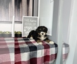 Small Photo #2 Bernedoodle (Miniature) Puppy For Sale in FRANKLIN, IN, USA