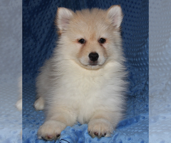 Medium Photo #4 Pomsky Puppy For Sale in DENTON, TX, USA