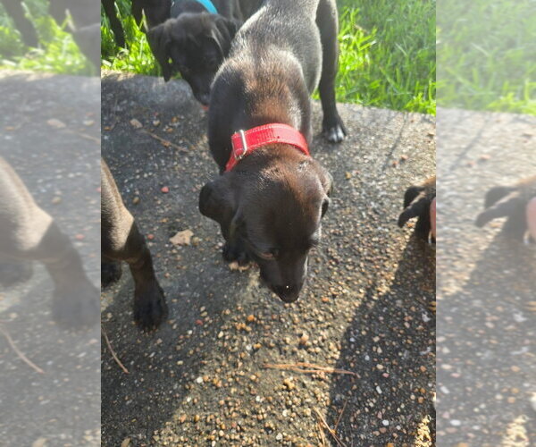 Medium Photo #2 Great Dane Puppy For Sale in Bullard, TX, USA