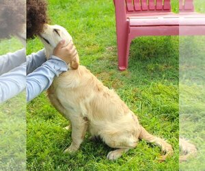 Golden Retriever Dogs for adoption in Holly Hill, SC, USA