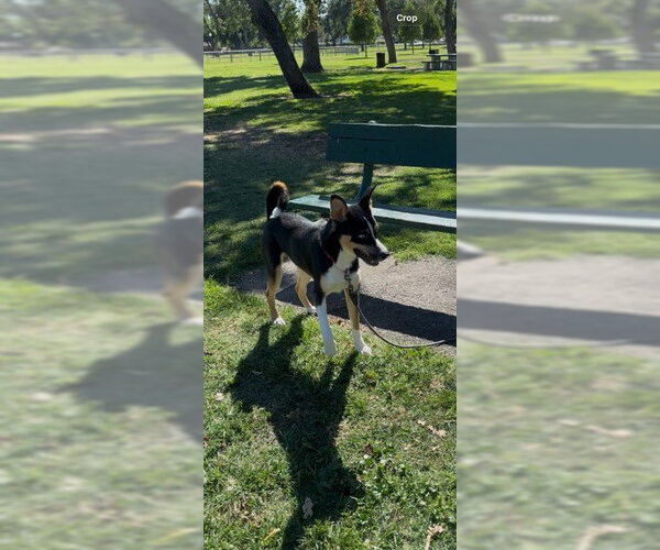 Medium Photo #1 Collie Puppy For Sale in Stockton, CA, USA
