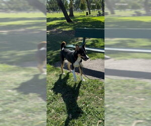 Collie Dogs for adoption in Stockton, CA, USA