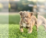 Small #4 French Bulldog