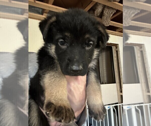 Medium Photo #9 German Shepherd Dog Puppy For Sale in OAKDALE, MN, USA