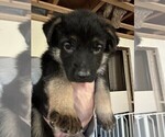 Small Photo #9 German Shepherd Dog Puppy For Sale in OAKDALE, MN, USA