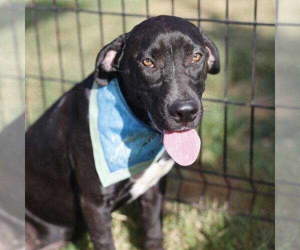 Medium Photo #1 Labrador Retriever-Unknown Mix Puppy For Sale in San Antonio, TX, USA