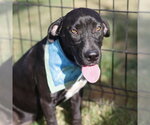 Small Labrador Retriever Mix