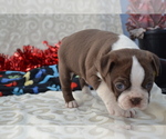Small #8 Boston Terrier