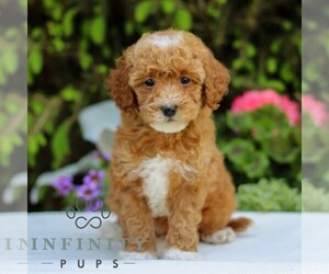 Goldendoodle (Miniature) Puppy for sale in EAST EARL, PA, USA