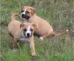 Small Photo #1 American Pit Bull Terrier Puppy For Sale in NAPLES, FL, USA