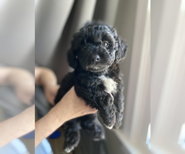 Medium Photo #3 Poodle (Toy) Puppy For Sale in ACWORTH, GA, USA
