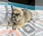 Small Photo #2 French Bulldog Puppy For Sale in KISSIMMEE, FL, USA