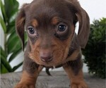 Small #14 Dachshund