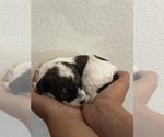 Small #16 Bernedoodle (Miniature)