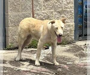 German Shepherd Dog-Unknown Mix Dogs for adoption in Grand Prairie, TX, USA