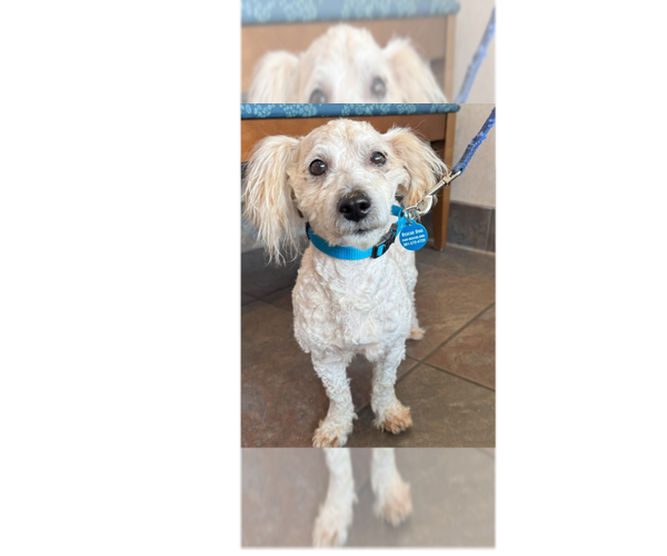 Medium Photo #2 Poodle (Miniature)-Unknown Mix Puppy For Sale in Greenbelt, MD, USA