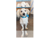 Small #1 Poodle (Miniature) Mix