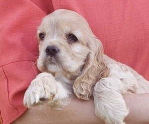 Cocker Spaniel Puppy for sale in DUNGANNON, VA, USA