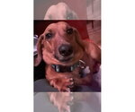 Willie3 - Male Dachshund Dog for Adoption - Small photo
