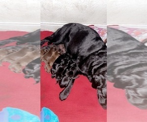 Labrador Retriever Puppy for sale in CORAL SPRINGS, FL, USA