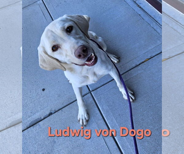 Medium Photo #2 Mutt Puppy For Sale in Thomasville, NC, USA