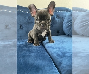 French Bulldog Puppy for sale in PHOENIX, AZ, USA