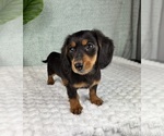 Small #4 Dachshund