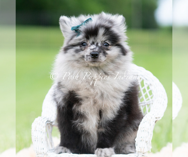 Medium Photo #5 Pomeranian Puppy For Sale in WARSAW, IN, USA