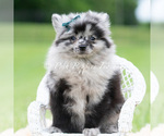 Small #4 Pomeranian