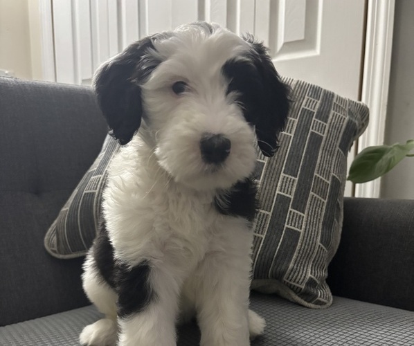 Medium Photo #1 Goldendoodle-Old English Sheepdog Mix Puppy For Sale in BROOKLYN, NY, USA