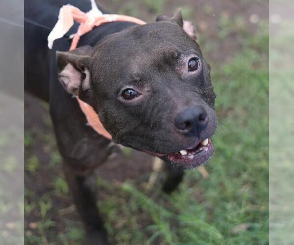 Medium Photo #1 American Staffordshire Terrier-Unknown Mix Puppy For Sale in San Antonio, TX, USA