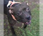 Small American Staffordshire Terrier Mix