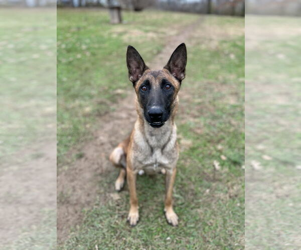 Medium Photo #12 Mutt Puppy For Sale in Stevens Point, WI, USA