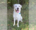 Small Labrador Retriever Mix