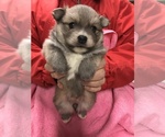 Small Photo #3 Pomeranian Puppy For Sale in DIXON, MO, USA